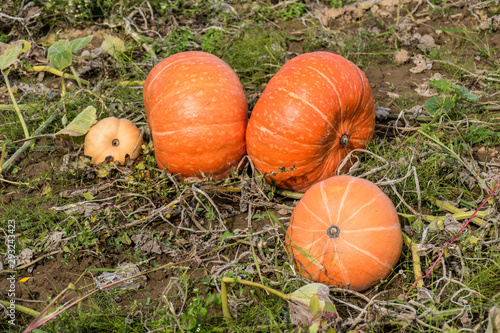 Wallpaper Mural Kürbisse anbauen im Feld Torontodigital.ca