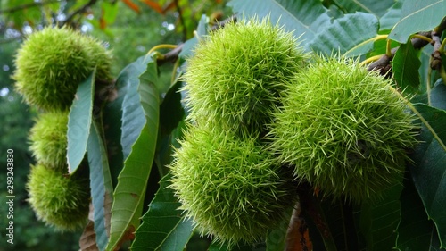 Tableau sur toile Green chestnut husk