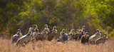 Buitres, Reserva Solio Ranch, Kenia, Africa