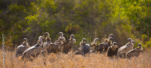 Buitres, Reserva Solio Ranch, Kenia, Africa photo