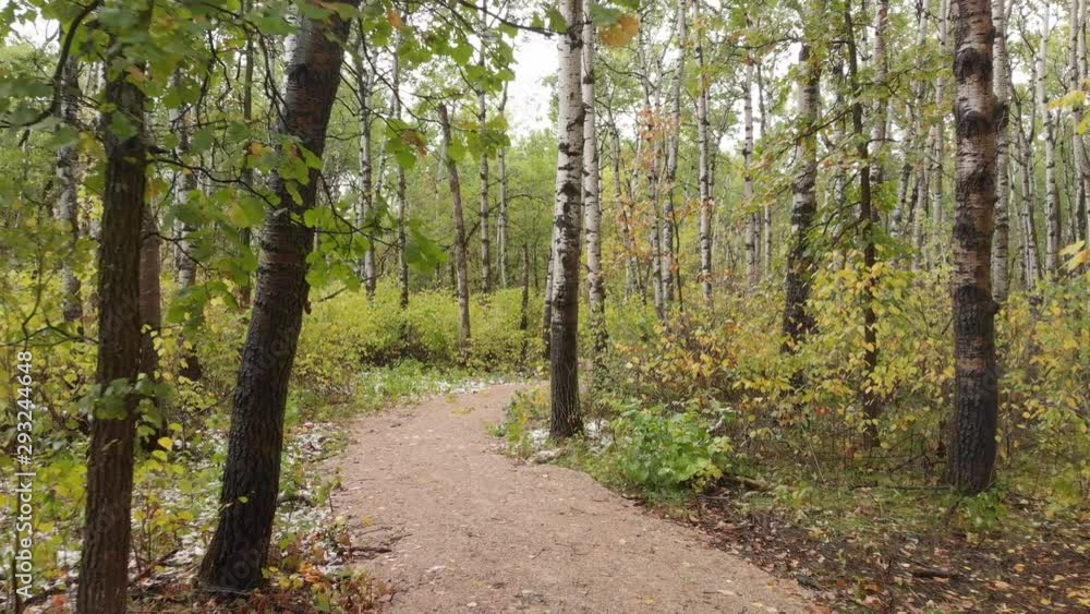 Drone flying slowly along a path through an autumn forest with brightly colored trees. Drone flying slowly along a path through an autumn forest with brightly colored trees.