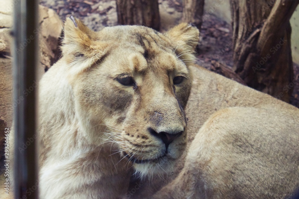 Naklejka premium Close up on lioness face, in zoo enclosure
