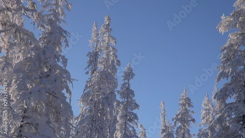 Winter. Early Morning. Frost. Snow. Tops of larches are swung by wind. Departure. Zoom out. Shadows. Kolyma photo