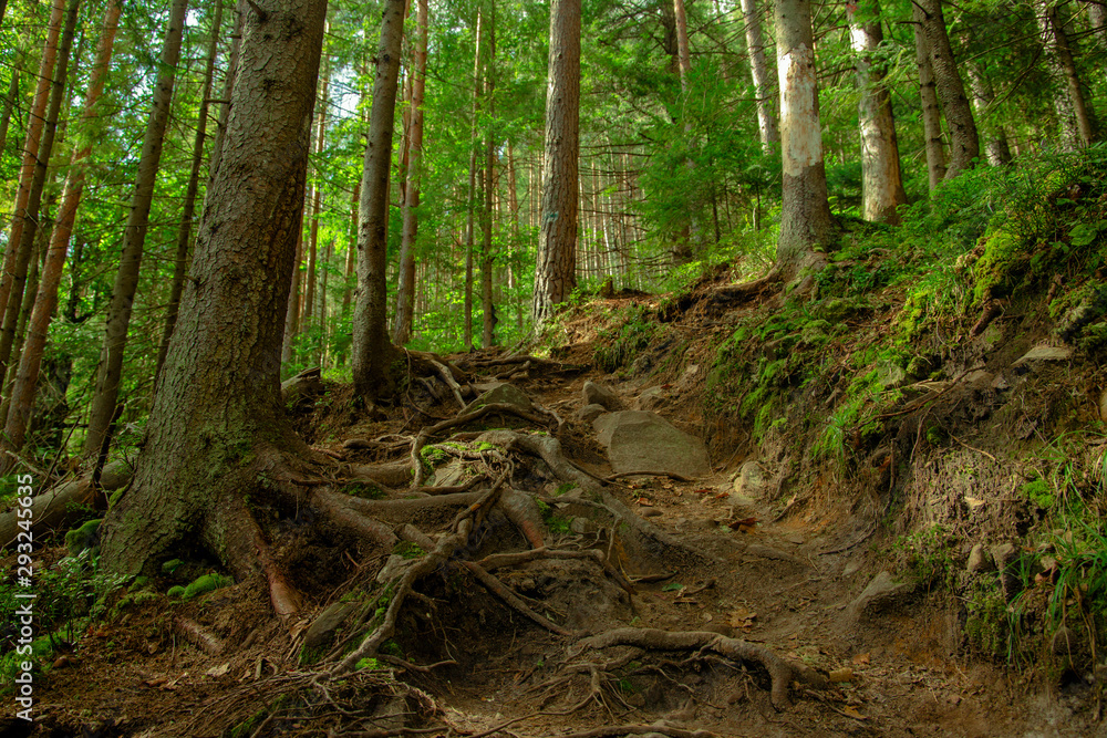 Fototapeta premium mountain forest green foliage scenery landscape natural environment