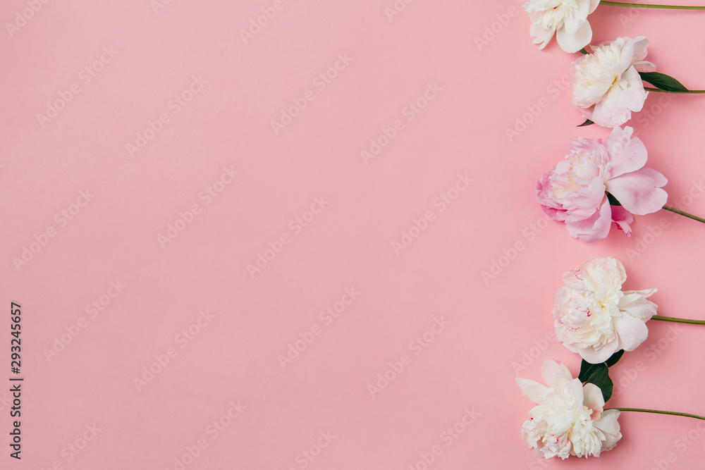 Summer subject photography. Peonies on a pink background