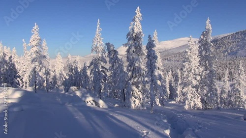 Winter. Early Morning. Frost. Snow. The panorama, wind swings tops of larches. Shadows. Kolyma photo