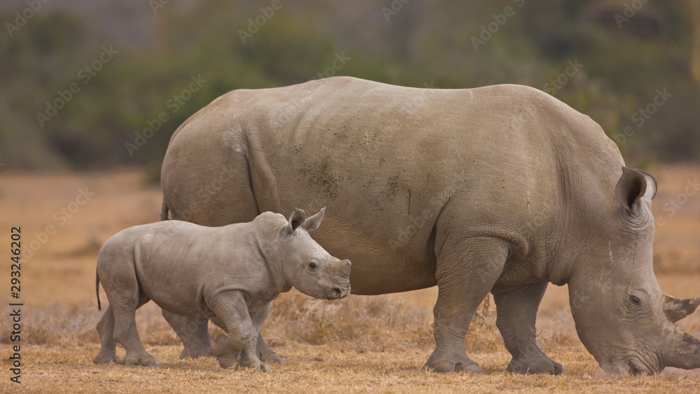 Rinoceronte blanco, Reserva Solio Ranch, Kenia, Africa Rinoceronte blanco, Reserva Solio Ranch, Kenia, Africa