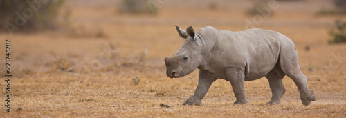 Rinoceronte blanco, Reserva Solio Ranch, Kenia, Africa photo