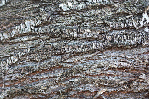 Texture of an old almond tree trunk © Laura Primo