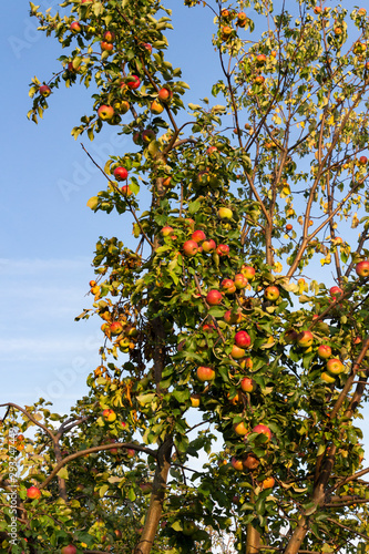 A branch of an old apple tree with apples against the sky in the evening of an autumn day.