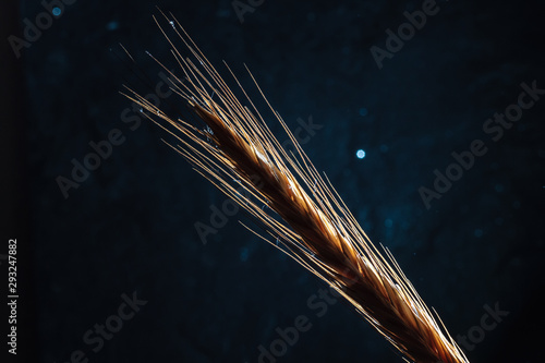Spikelet of wheat on a black stone. Background, texture. Close-up