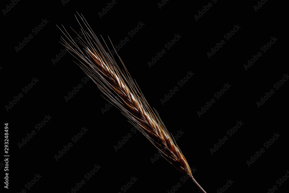Spikelet of wheat on a black stone. Background, texture. Close-up Spikelet of wheat on a black stone. Background, texture. Close-up