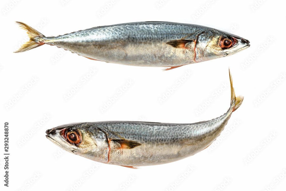 Mckerel fish isolated on white background Mckerel fish isolated on white background