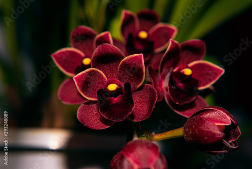 Canvas Print cymbidium dorothy