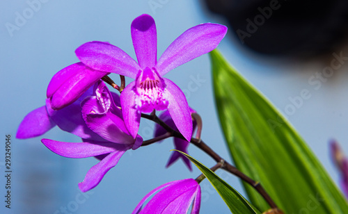 bletilla striata photo