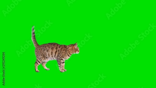 4K Bengal cat on green screen isolated with chroma key, real shot. Cat slowly walking across the frame from left to right, stops and runs away, then runs back across the frame from right to left