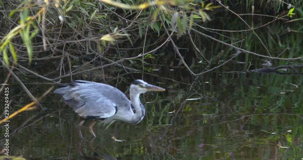 Grey Heron bird takes off flying river water slow motion nature Grey Heron bird takes off flying river water slow motion nature