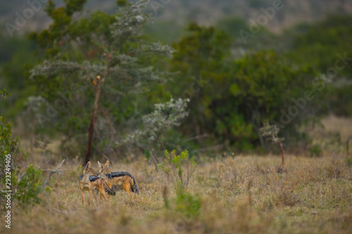 CHACAL DE LOMO NEGRO (Canis mesomelas) photo