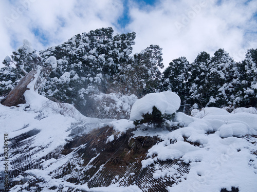  Japanese winter scenery with cryptomeria pine forest in snow on hill in Yudanaka snow monkeys park, Nagano  photo