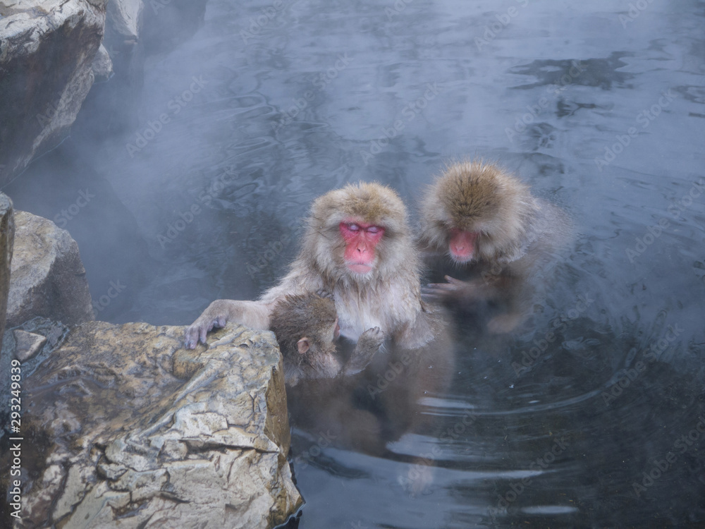 Cute Japanese Snow monkeys relaxing in onsen with steam rising from hot spring water in Jigokudani Yaenkoen Park in Japan Cute Japanese Snow monkeys relaxing in onsen with steam rising from hot spring water in Jigokudani Yaenkoen Park in Japan