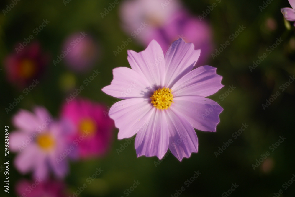 COSMOS COSMOS