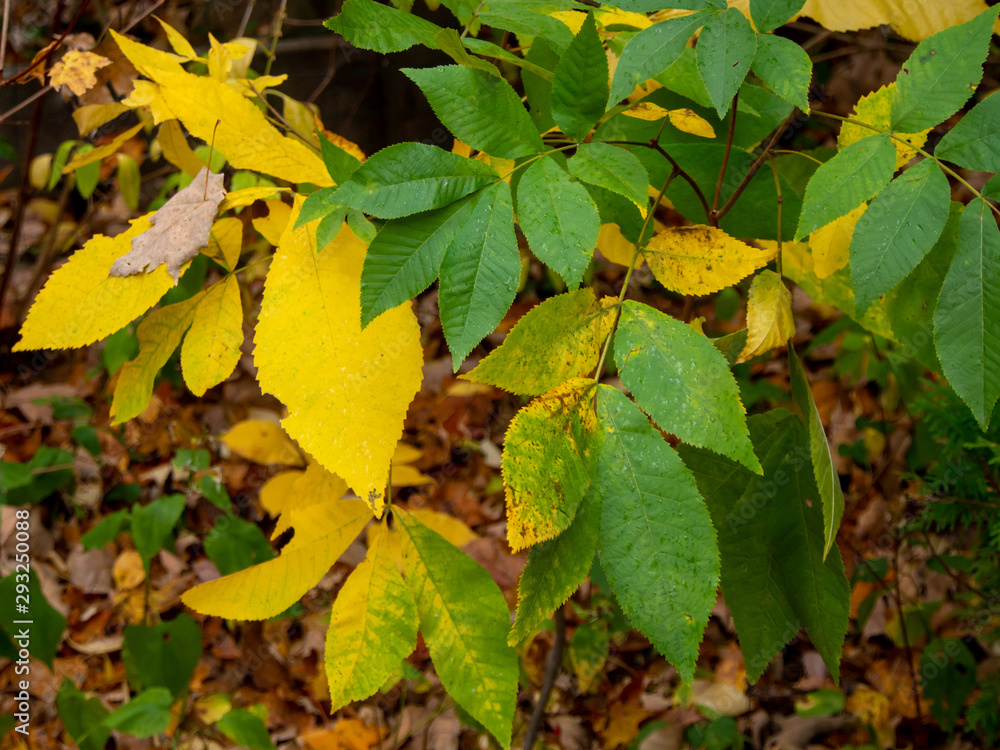 branch with yellow and green leaves in the fall branch with yellow and green leaves in the fall