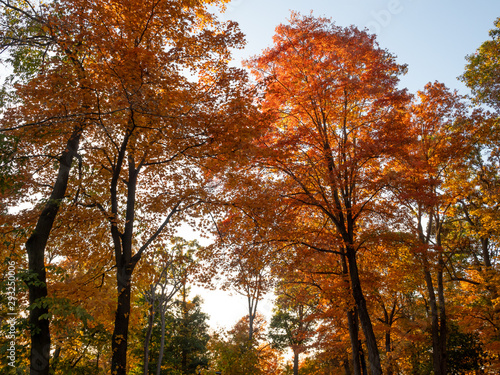 trees in full foliage color in the fall