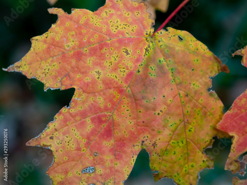 maple leaf with all the shades of fall color