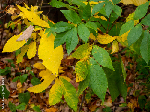 branch with yellow and green leaves in the fall