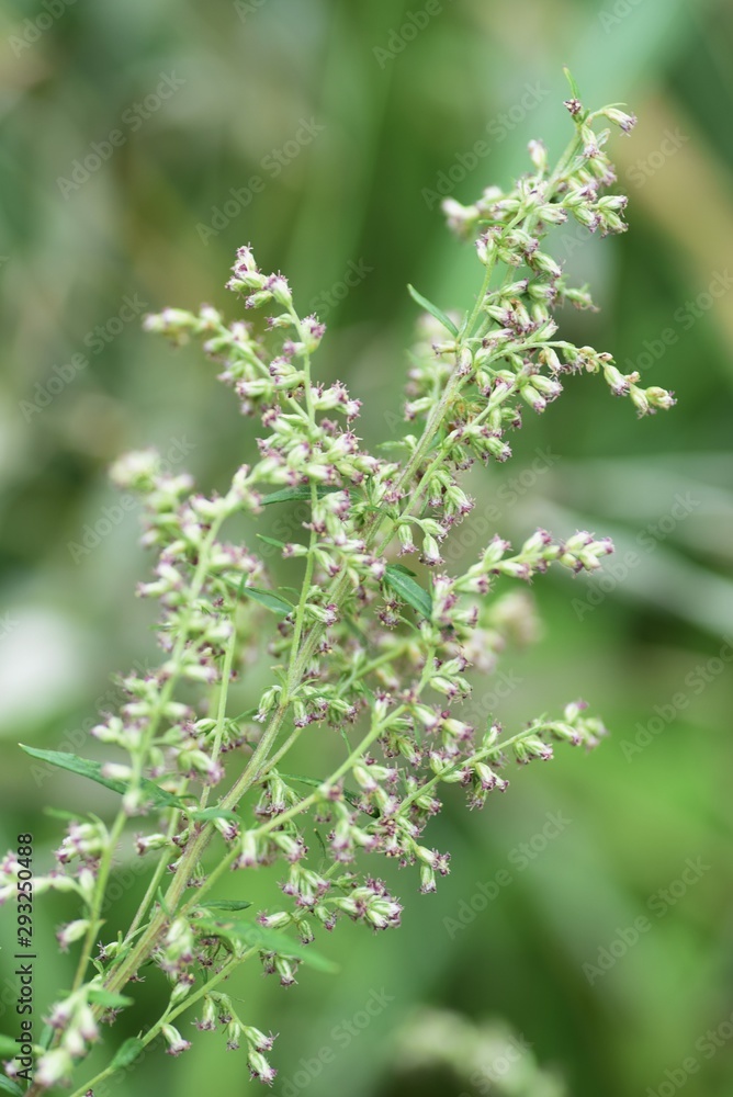 Japanese mugwort flowers / In Japan, the rice cake with the leaves of mugwort (yomogi) is called Yomogimochi. But a flower causes hay fever. Japanese mugwort flowers / In Japan, the rice cake with the leaves of mugwort (yomogi) is called Yomogimochi. But a flower causes hay fever.