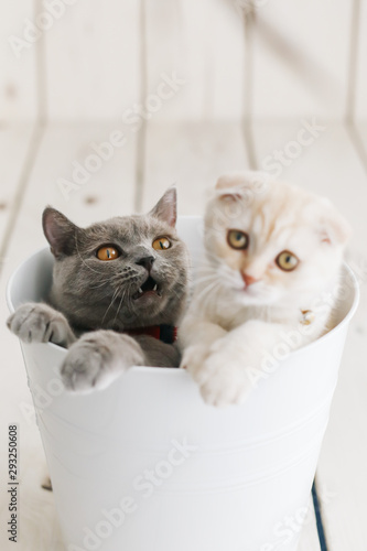 Fototapeta Naklejka Na Ścianę i Meble -  cats playing in bucket. british shorthair and scottish fold 