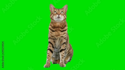 4K Bengal cat on green screen isolated with chroma key, real shot. Cat sitting down looking around
