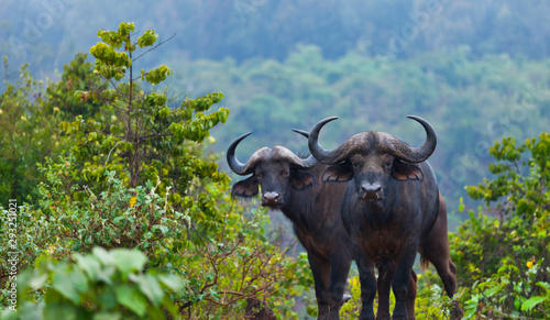 AFRICAN BUFFALO  (Syncerus caffer), Aberdare National Park, Kenia, Africa