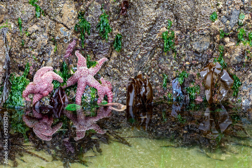 Starfish on a rock at low tide on Cannon beach, Oregon photo