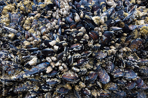 Mussel covered rocks artfully edged by water and sand, at low tide of Cannon Beach in Oregon.