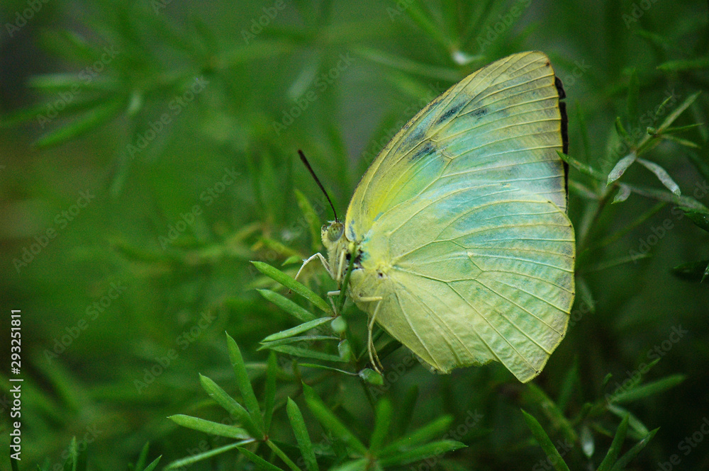 butterfly on leaf butterfly on leaf