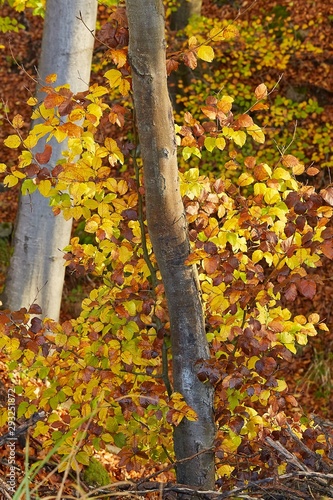 Forest with colorful autumn leaves branches closeup