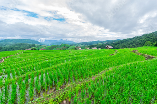 Rice field view at sunset with green rice plant being planted as a staircase in Chiang Mai, Thailand