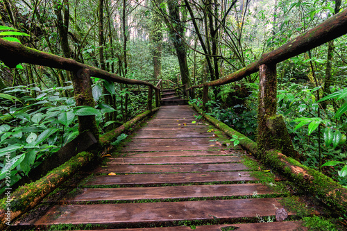 wooden bridge in forest