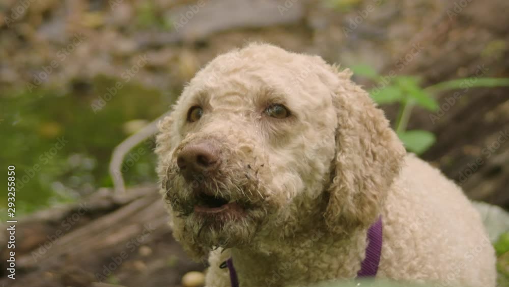 Labradoodle fluffy dog exploring the woodlands barks repeatedly in slow motion Labradoodle fluffy dog exploring the woodlands barks repeatedly in slow motion