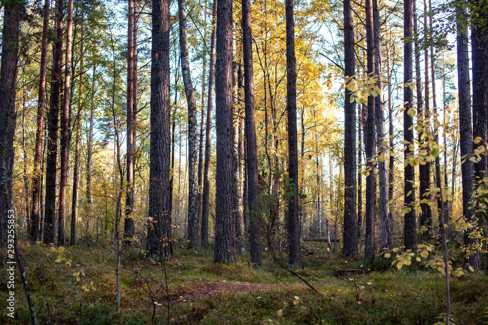 outdoor landscape seasonal, golden autumn wild forest