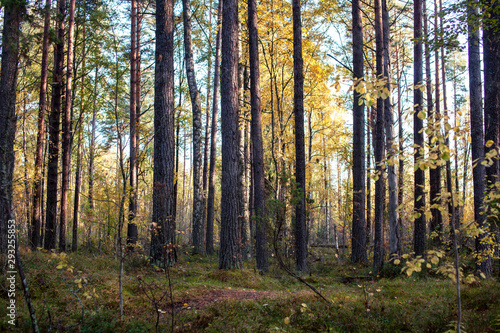 Fototapeta Naklejka Na Ścianę i Meble -  outdoor landscape seasonal, golden autumn wild forest