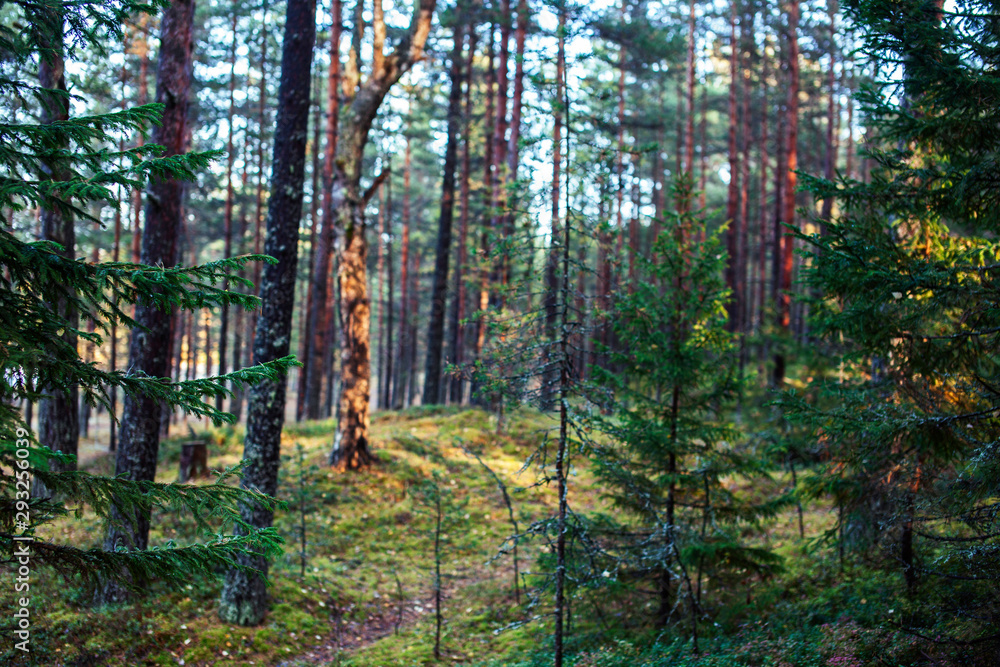 Fototapeta premium outdoor landscape seasonal, golden autumn wild forest