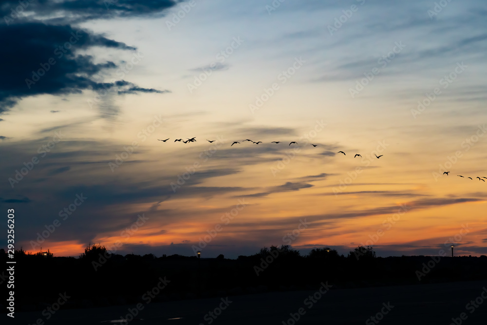 Fototapeta premium flock of geese at sunset