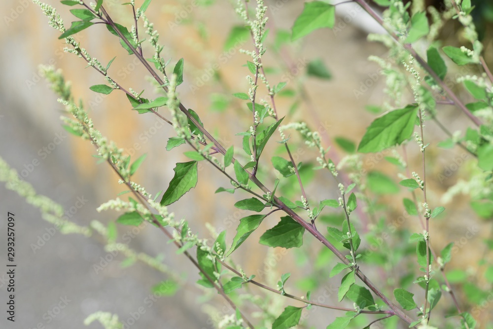 Lamb's quarter flowers / Lamb's quarter (Chenopodium album) is a roadside weed, but the young leaves are edible. Lamb's quarter flowers / Lamb's quarter (Chenopodium album) is a roadside weed, but the young leaves are edible.