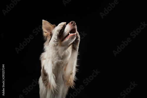 funny dog on a black background. smiling pet. Marble Border Collie posing © annaav