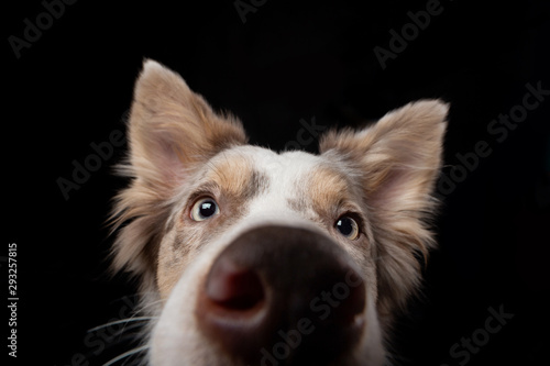 funny dog on a black background. smiling pet. Marble Border Collie posing photo