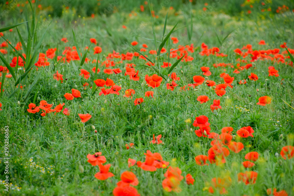 Blooming red poppy in the field.