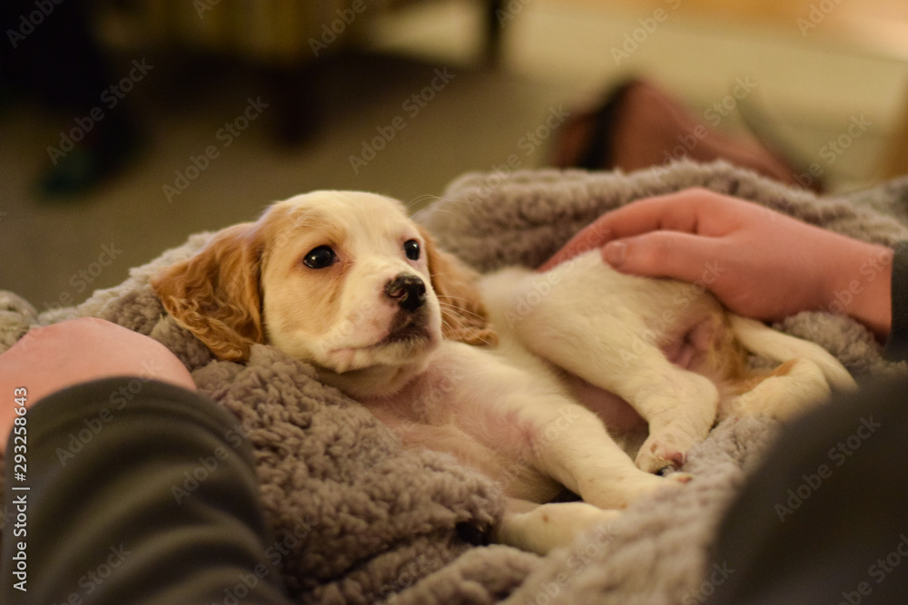 English Setter Puppy