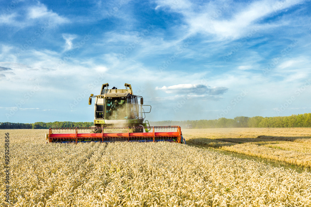 Fototapeta premium Combine harvester harvesting ripe golden wheat on the field. The image of the agricultural industry